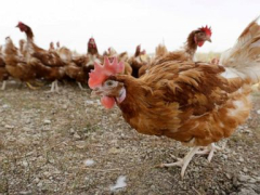 Bird influenza triggers massacre of 1.8M chickens in Nebraska