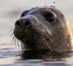 Researchers are utilizing facial acknowledgment softwareapplication to track and secure seals