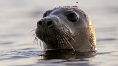 Researchers are utilizing facial acknowledgment softwareapplication to track and secure seals