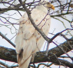 Uncommon white bald eagle identified ‘just in time for World Cup win’