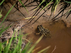 Tiny toad at center of a legal fight stated threatened types