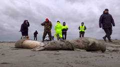 1,700 dead seals discovered on Russia’s Caspian coast