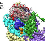 Scientists find how a nano-chamber in the cell directs protein folding