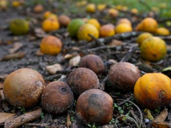 USDA: Florida orange crop down 36% after twin cyclones
