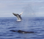 When can you see humpback whales in Hawaii? Tips for a great, sustainable excursion