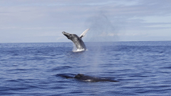 When can you see humpback whales in Hawaii? Tips for a great, sustainable excursion