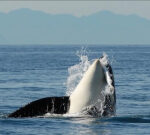 Toilet paper toxicsubstance discovered in threatened killer whales, B.C. scientists state