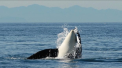 Toilet paper toxicsubstance discovered in threatened killer whales, B.C. scientists state