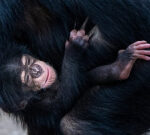 This child chimpanzee is a sign of hope for his whole types
