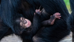 This child chimpanzee is a sign of hope for his whole types
