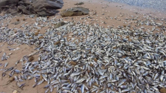 ‘Never seen anything like it’: Thousands of dead fish wash ashore at popular Aussie traveler area