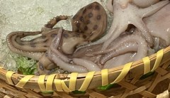 Lethal octopus is served to a hot pot restaurant; ‘Can it be prepared?’