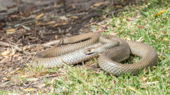 Queensland father-of-two passesaway from snake bite at Kensington Grove home