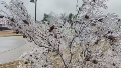 Winterseason freezes over Texas