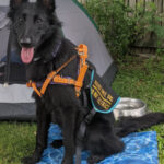 Knocked back from 30 leasings, Saoirse turned to living in a campingtent with her help canine