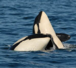 Raising children is drainingpipes killer whale moms, researchstudy discovers