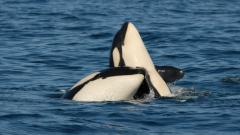 Raising children is drainingpipes killer whale moms, researchstudy discovers