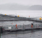 Fisheries Department states it will shut 15 salmon farms off B.C.’s coast to safeguard wild fish