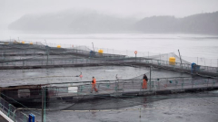 Fisheries Department states it will shut 15 salmon farms off B.C.’s coast to safeguard wild fish