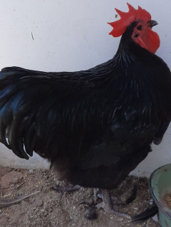 Healthcarefacility’s loud rooster looking for brand-new house after early wakeups