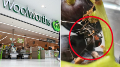 Woolworths grocerystore reacts after consumer’s ‘deadly’ discovery in popular buy