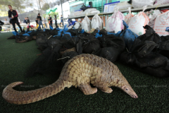 UK canines to smell out pangolin smugglers in Thailand