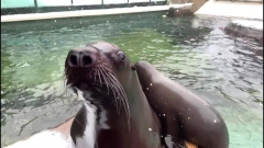 Sea lions in Vancouver Aquarium respond to snow
