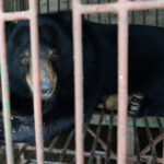 Bears released from prohibited bile farm in Vietnam