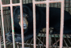 Bears released from prohibited bile farm in Vietnam