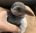Little Atlantic puffin saved on hectic N.B. road
