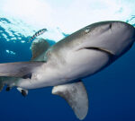 Historical High Seas treaty, 40 years in the making, might secure locations for whales, dolphins