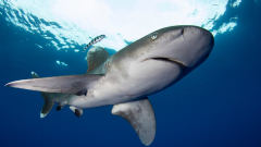 Historical High Seas treaty, 40 years in the making, might secure locations for whales, dolphins