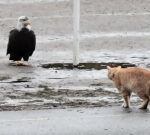 Eagle-versus-cat standoff in Vancouver park caught in pictures, video