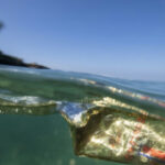 Increase in ocean plastic contamination ‘unprecedented’
