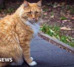 Can Australia curb its killer felines?