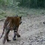 Tiger numbers boost after bantengs launched