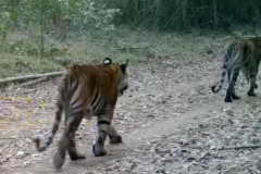 Tiger numbers boost after bantengs launched