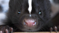 Skunk makes stink at Winnipeg primary school, forces trainees to relocate