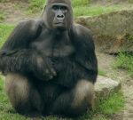A gorilla in our middle