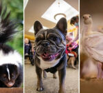 Skunks in B.C. are passingaway of bird influenza. What does that mean for you and your familypets?