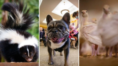 Skunks in B.C. are passingaway of bird influenza. What does that mean for you and your familypets?