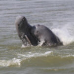 Cambodia records 1st uncommon Mekong River dolphin death in 2023