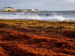A 5,000-mile seaweed belt is headed towards Florida