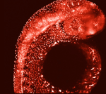 A brand-new brilliant red fluorescent protein established