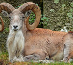 California huge videogame hunter who attempted to sneak threatened sheep carcasses through TSA arraigned for smuggling