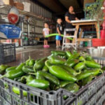 Get it while it’s hot: New Mexico increases chile production