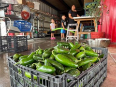 Get it while it’s hot: New Mexico increases chile production