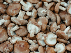 An amino acid discovered in mushrooms might be essential to healthy aging