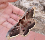 Moths are more effective pollinators than bees, the researchstudy