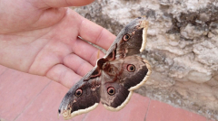 Moths are more effective pollinators than bees, the researchstudy